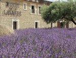 MUSEE DE LA LAVANDE LUBERON 84220