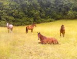 TOURNON AUTOUR DU CHEVAL A TOURNON D'AGENAIS 47370