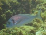 Photo ALPHA - SUB