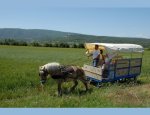 RANDO ATTELAGES CHEZ MME BARCACCI SYLVIE L'Isle-sur-la-Sorgue