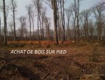 E.B.F. EXPLOITATION BOIS  ET FORETS Amanlis