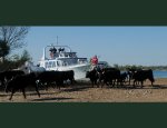 LE CAMARGUE 13460