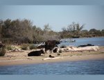 LE CAMARGUE Saintes-Maries-de-la-Mer