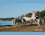 Photo LE CAMARGUE