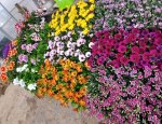 BOIS FLEURI 70200