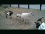 Photo CENTRE EQUESTRE ET FERME PEDAGOGIQUE  DES DROOPS