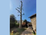 Photo ARBRE ROYAL
