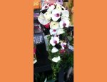 Photo ARGENCE FLEURS
