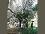 Photo STE D'HORTICULTURE ET D'ARBORICULTURE DES BOUC