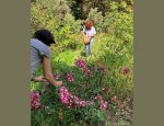 STE D'HORTICULTURE ET D'ARBORICULTURE DES BOUC 13008