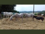 ASSOC RESPECT SAUVETAGE ET RETRAITE DES CHEVAU 47360