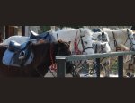 Photo CENTRE EQUESTRE LE PARC