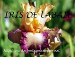 LES IRIS DE BRETAGNE 29250
