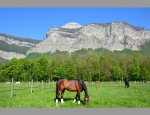 Photo ECOLE DE DRESSAGE DU GRESIVAUDAN