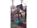 PONEY CLUB DE LA METAIRIE DE SORT Boulleret