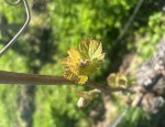 DOMAINE DES CLOS MAURICE 49400
