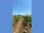 DOMAINE DES CLOS MAURICE Varrains