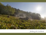 Photo DOMAINE CHEVROT ET FILS