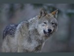 Photo MAISON DES LOUPS