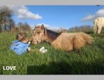 Photo PONEY CLUB DES OLIVIERS