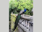 Photo LE MANOIR