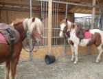Photo CENTRE EQUESTRE DES ECURIES DE LA COUR DU