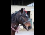 CENTRE EQUESTRE SAGIEN 61500