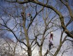 SOCIETE D'ARBORICULTURE PAYSAGERE 78610