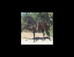 LES ECURIES LA JONQUASSE: PENSION ET CENTRE EQUESTRE 34430