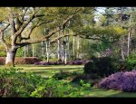 Photo ARBORETUM DES GRANDES BRUYERES