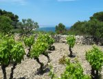 CAVE COOPERATIVE VIGNOBLES CAP LEUCATE Leucate