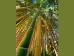Photo BAMBOUS EN PROVENCE