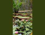 Photo BAMBOUS EN PROVENCE