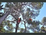 Photo PROTEC ARBRES