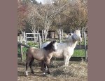 Photo LES CHEVAUCHEES DE LA PONETTERIE