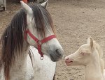 Photo LES CHEVAUCHEES DE LA PONETTERIE