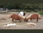 LES CHEVAUCHEES DE LA PONETTERIE 72150