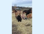 Photo LES CHEVAUCHEES DE LA PONETTERIE