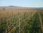 CHAMPAGNE HENRI GIRAUD Ay