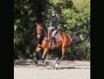 Photo DOMAINE EQUESTRE DE GENESTON
