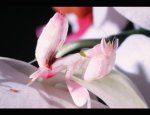 LE VIVARIUM DU MOULIN 68610