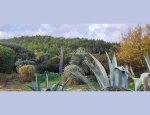LES JARDINS DE CLAUDE ALAIN 34820