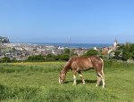 Photo MERS LES BAINS EQUITATION EARL