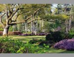 Photo ARBORETUM DES GRANDES BRUYERES