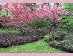 Photo ARBORETUM DES GRANDES BRUYERES