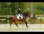 Photo JOUBERT BEATRICE - GYMNASTIQUE DRESSAGE