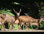 PARC ANIMALIER D ECOUVES Le Bouillon