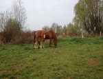 Photo CENTRE EQUESTRE DE LONGVILLIERS