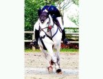 ANDRE SPORT EQUESTRE Tinténiac