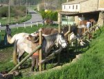 Photo GÎTE D'ÉTAPE ET CENTRE DE TOURISME EQUESTRE LES GRANGES